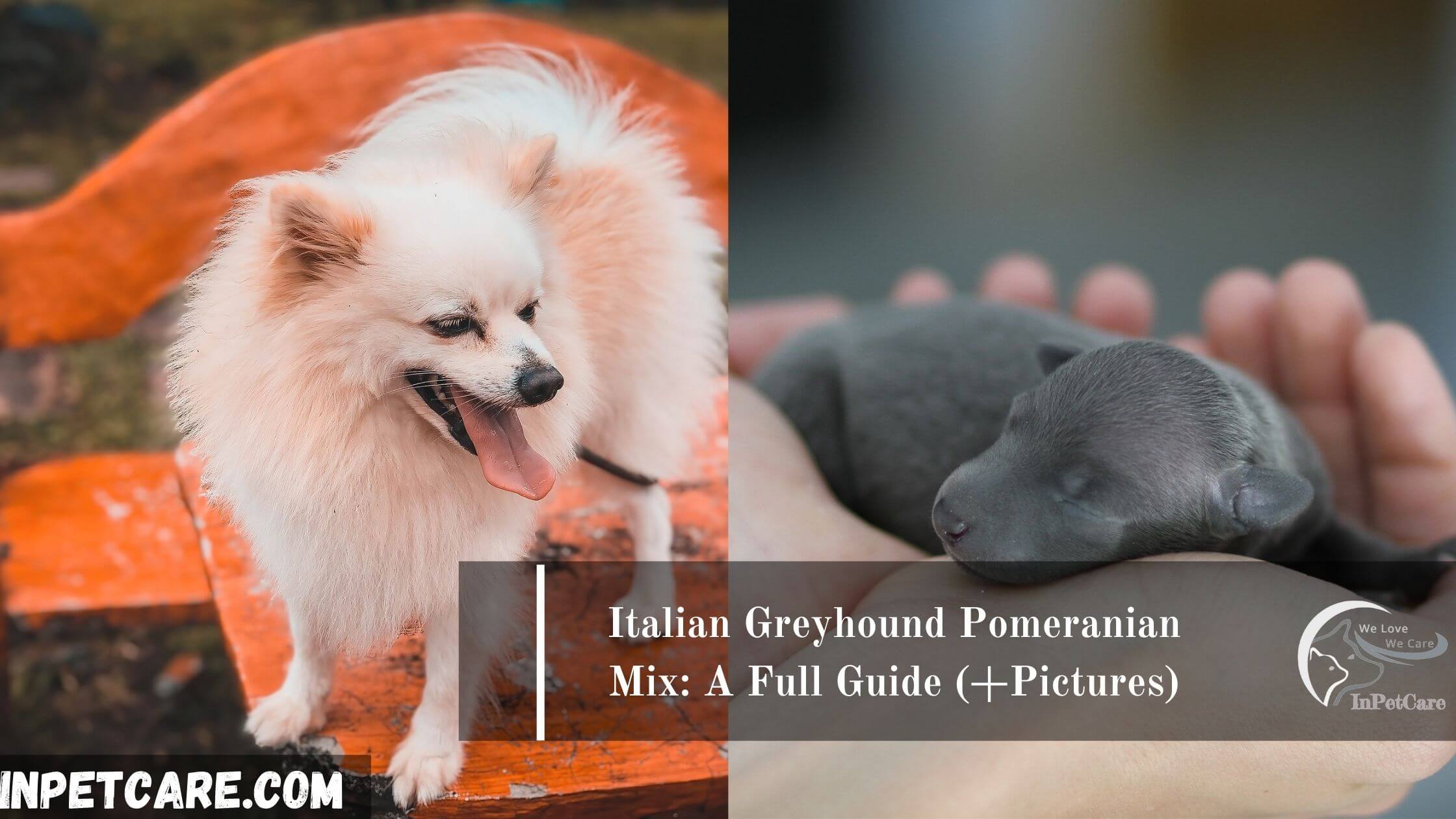 Italian Greyhound Pomeranian Mix