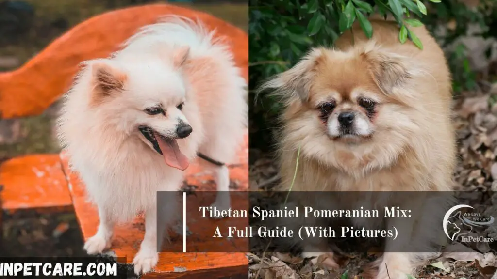 Tibetan Spaniel Pomeranian Mix