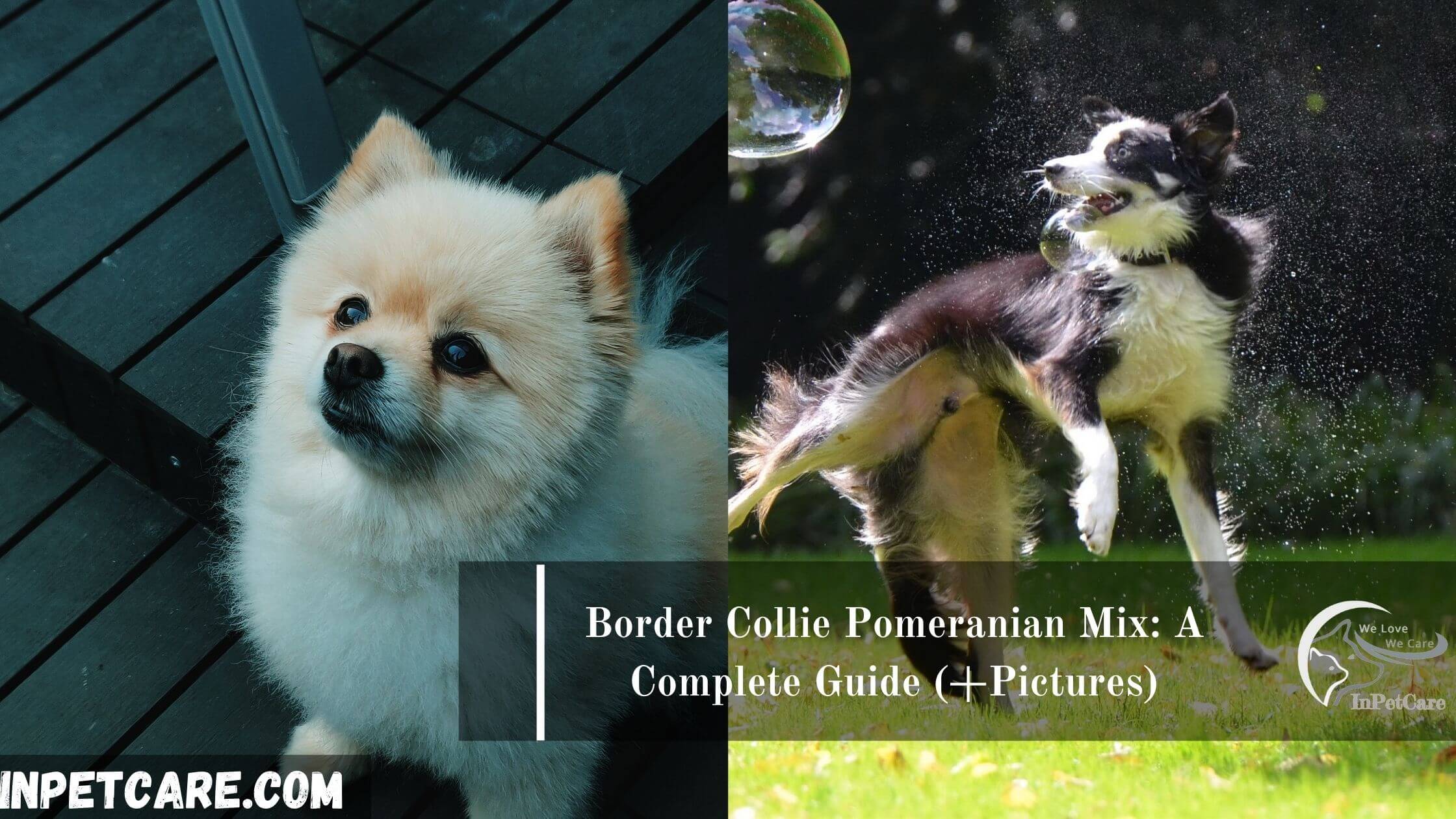 Border Collie Pomeranian Mix