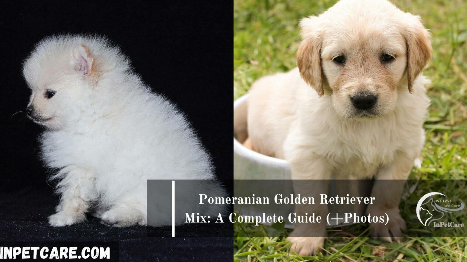Pomeranian Golden Retriever Mix A Complete Guide (+Photos)