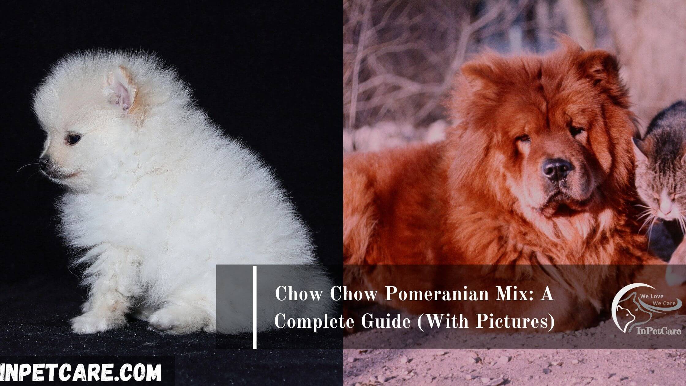 26 Cuddly Pomeranian Mixes 26 Cuddly Pomeranian Mixes