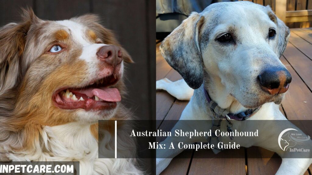 Australian Shepherd Coonhound Mix