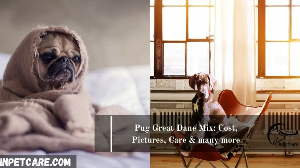 Pug Great Dane Mix