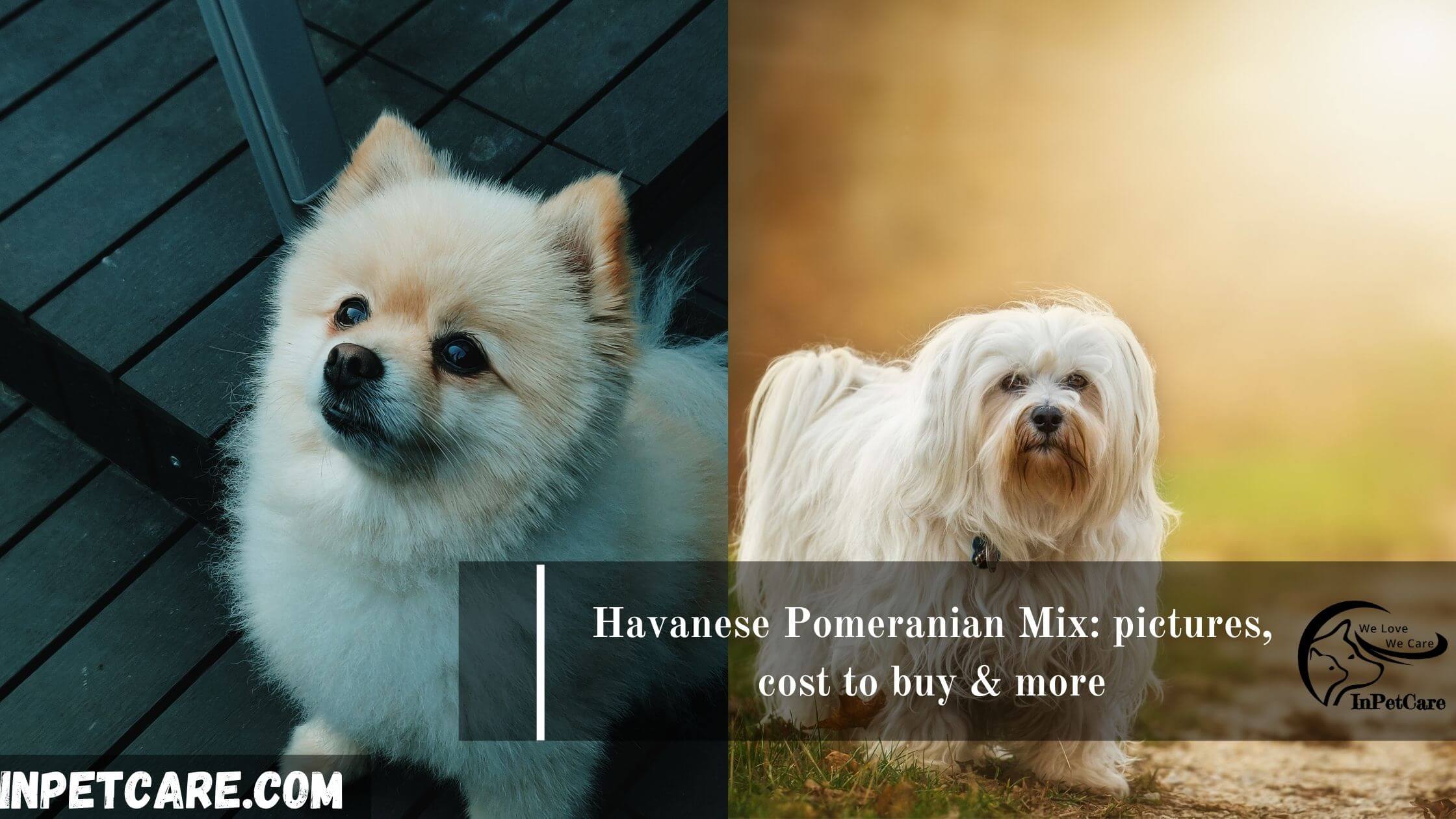 Havanese Pomeranian Mix