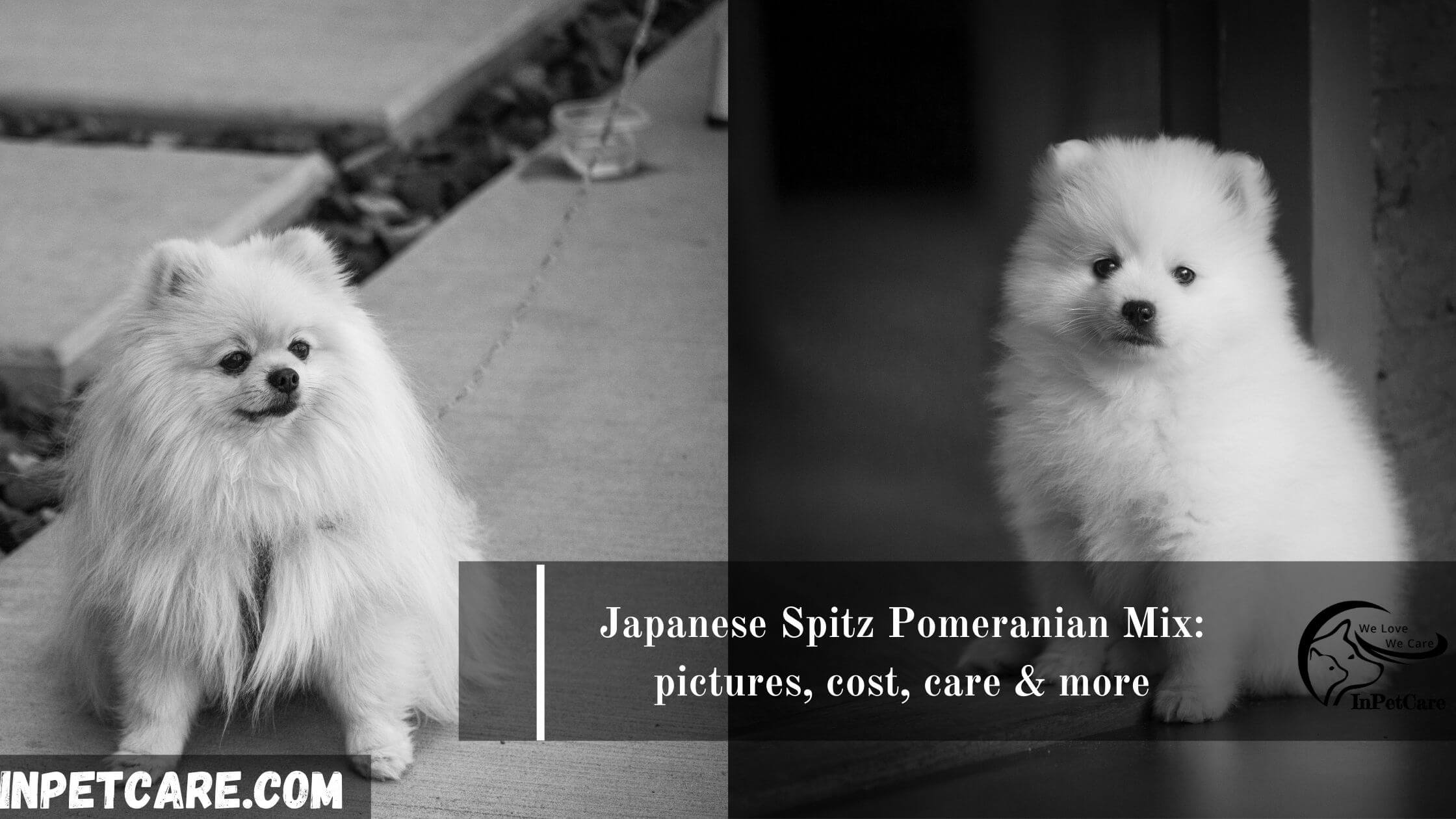 Japanese Spitz Pomeranian Mix Pictures Cost Care More