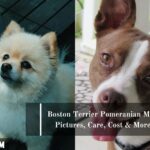 Japanese Spitz Pomeranian Mix Pictures Cost Care Japanese Spitz Pomeranian Mix Pictures Cost Care