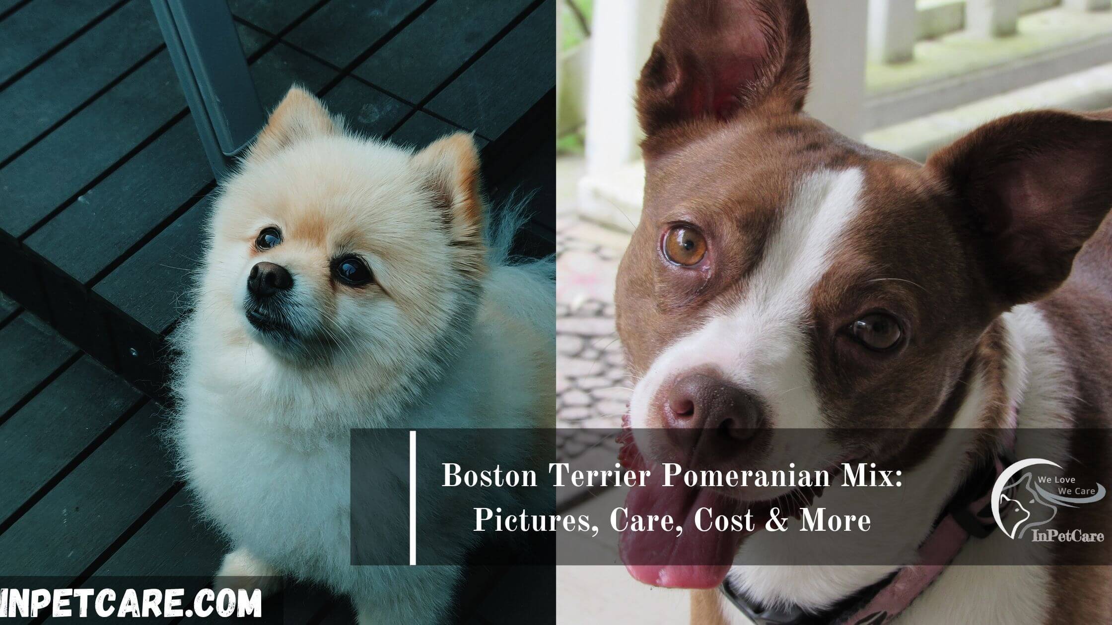 Boston Terrier Pomeranian Mix (Pomston)