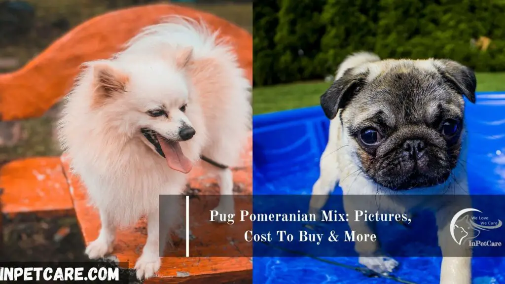 Pug Pomeranian Mix