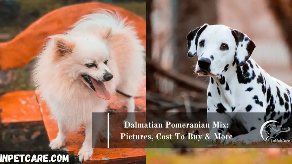 Dalmatian Pomeranian Mix, Pomeranian Dalmatian Mix, Dalmatian mixed with Pomeranian, Pomeranian Mixed with Dalmatian