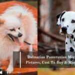 Japanese Spitz Pomeranian Mix Pictures Cost Care Japanese Spitz Pomeranian Mix Pictures Cost Care