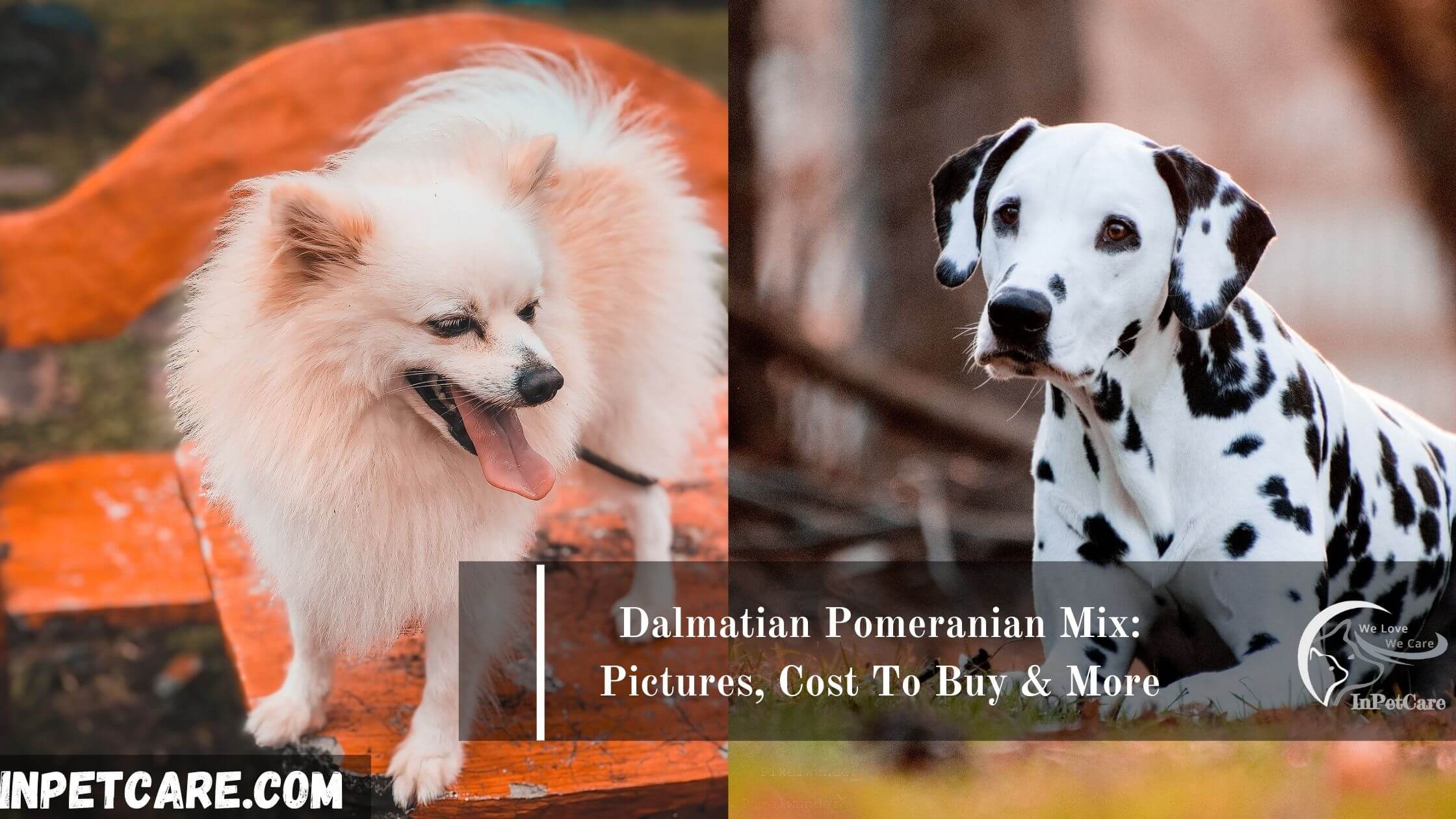 Dalmatian Pomeranian Mix