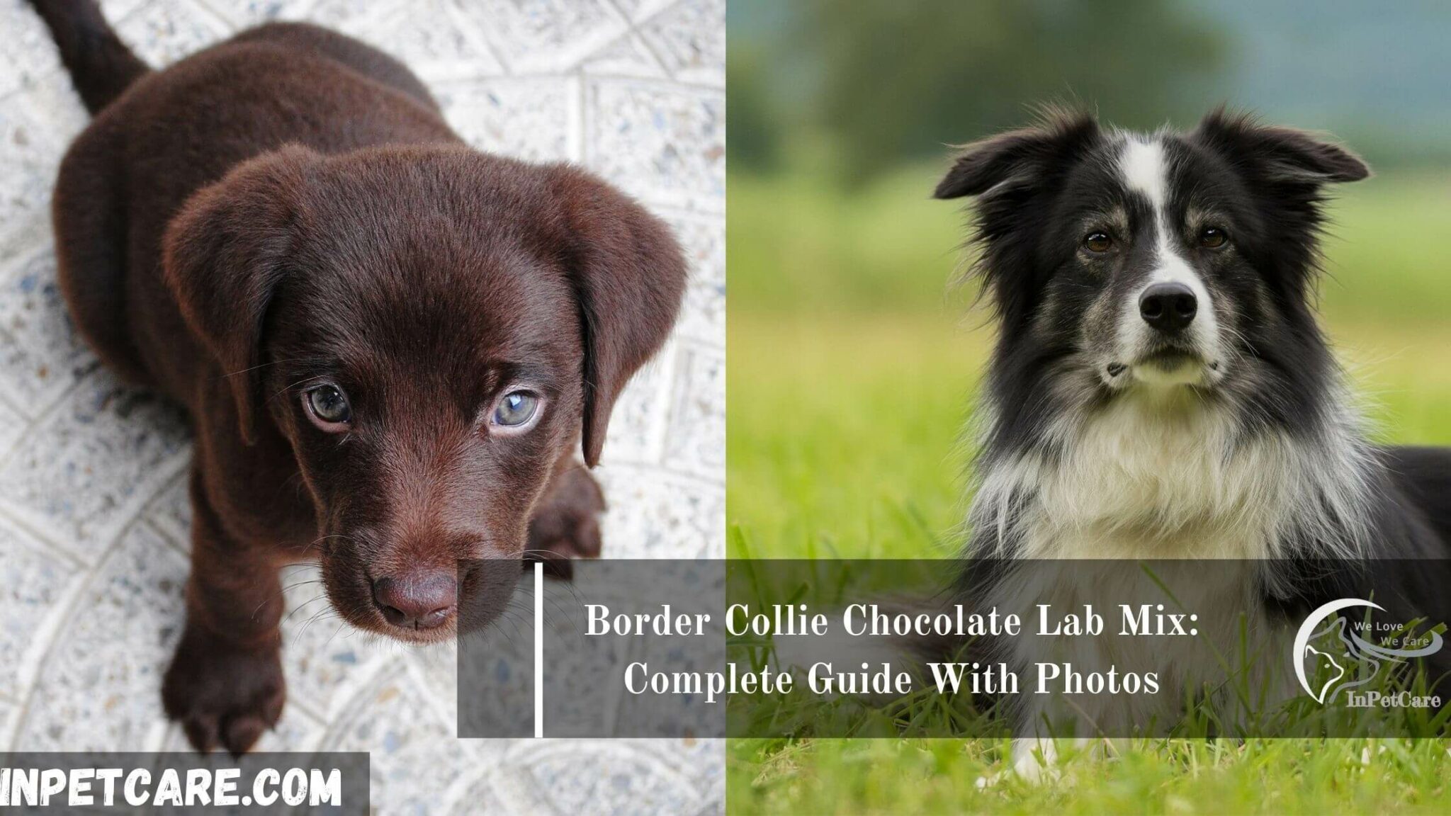 Border Collie Chocolate Lab Mix Complete Guide With Photos