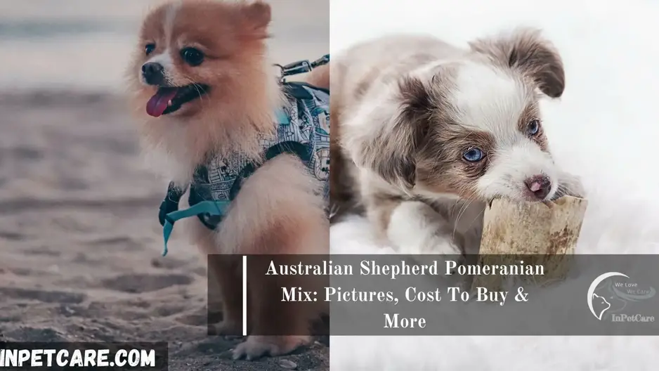 Anerkendelse bar Selskabelig Australian Shepherd Pomeranian Mix: Pictures, Cost To Buy & More
