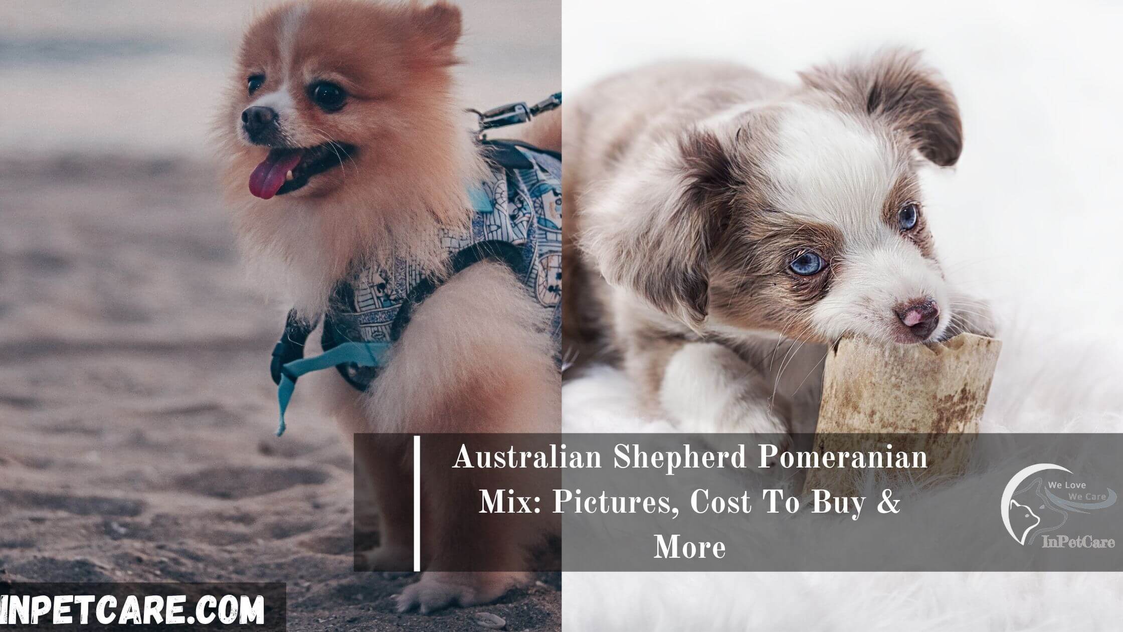 Australian Shepherd Pomeranian Mix: Pictures, Cost To Buy & More
