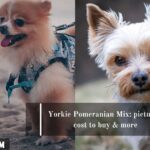 Japanese Spitz Pomeranian Mix Pictures Cost Care