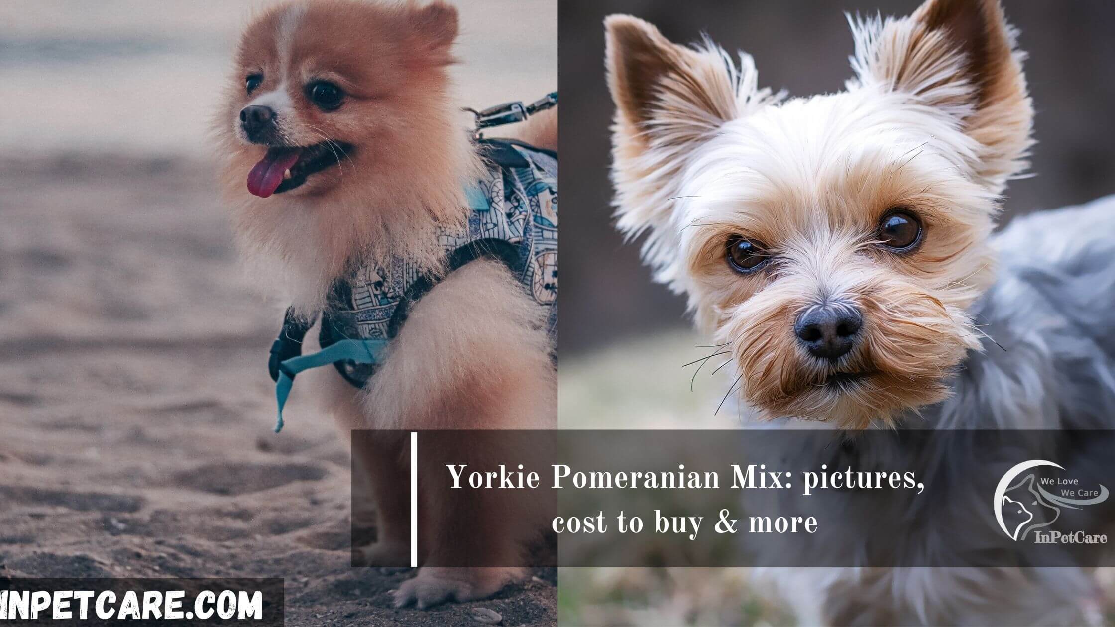 Yorkie Pomeranian Mix