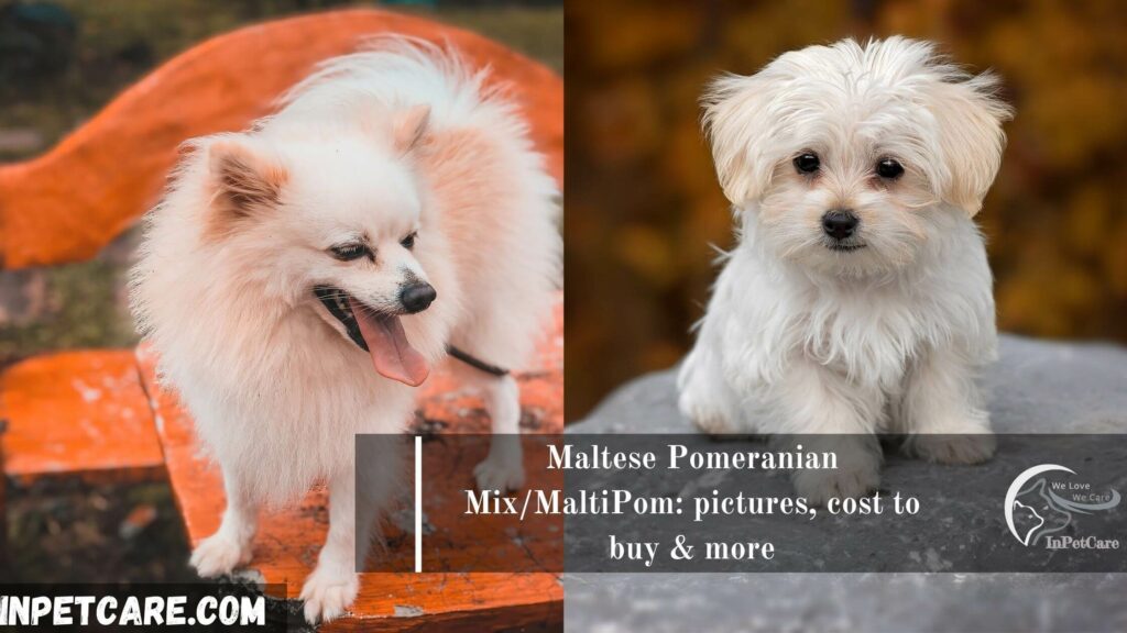Maltese Pomeranian Mix/MaltiPom