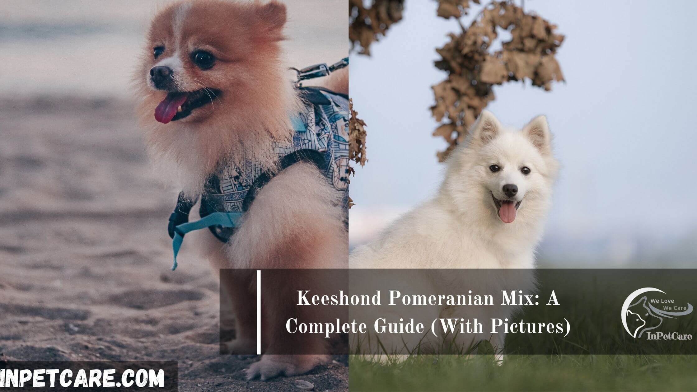 Keeshond Pomeranian Mix: A Complete Guide (With Pictures)