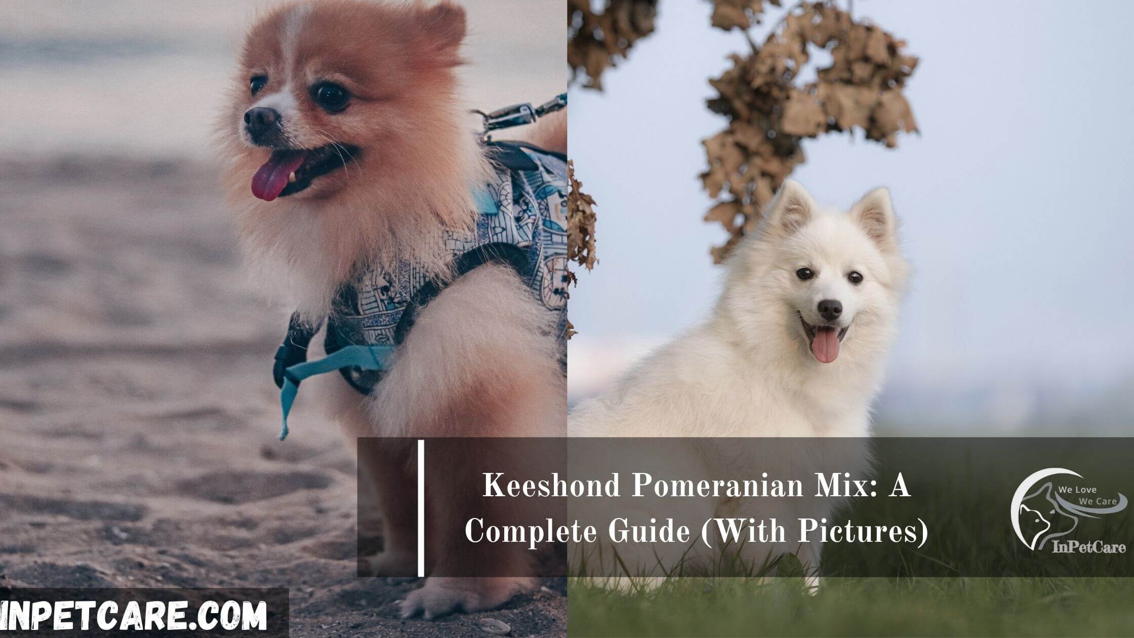 Keeshond Pomeranian Mix