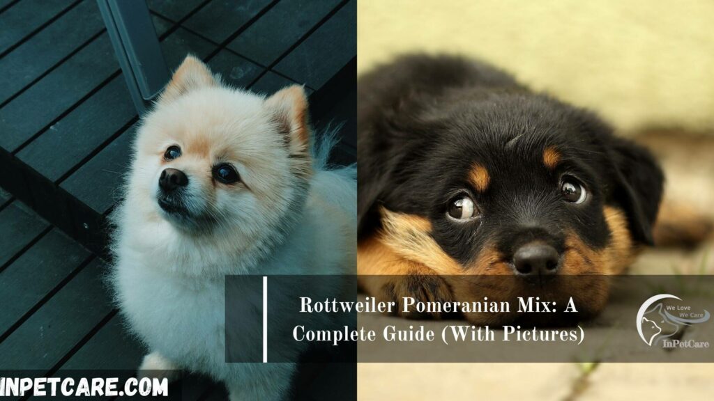 Rottweiler Pomeranian Mix