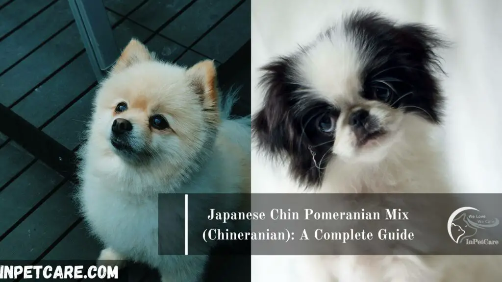 Japanese chin Pomeranian mix