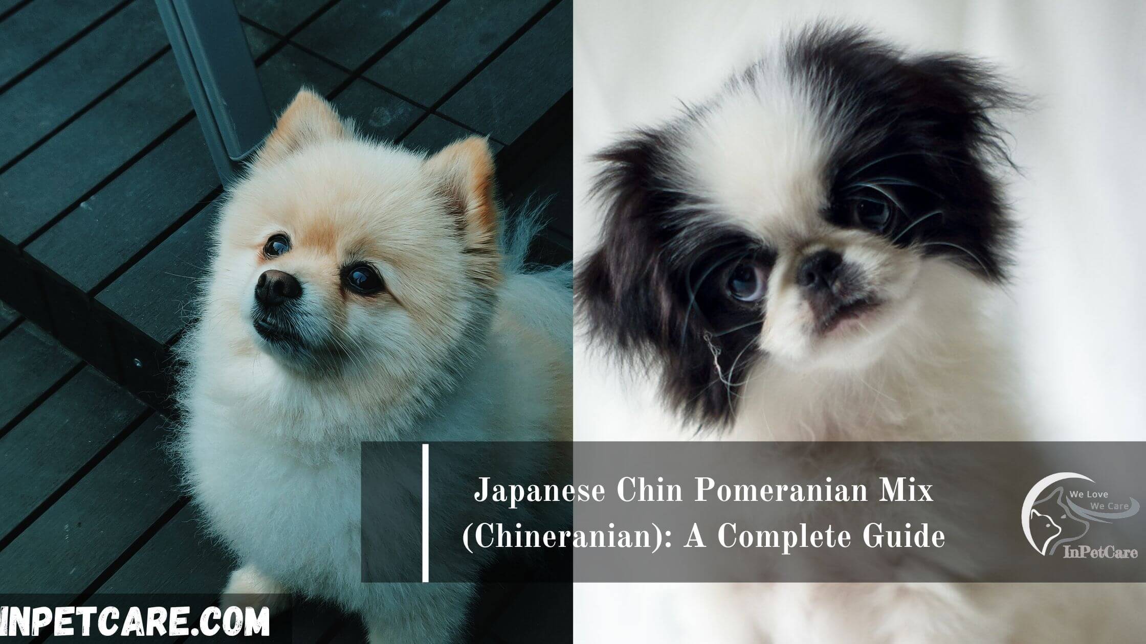 Japanese Chin Pomeranian Mix (Chineranian): A Complete Guide