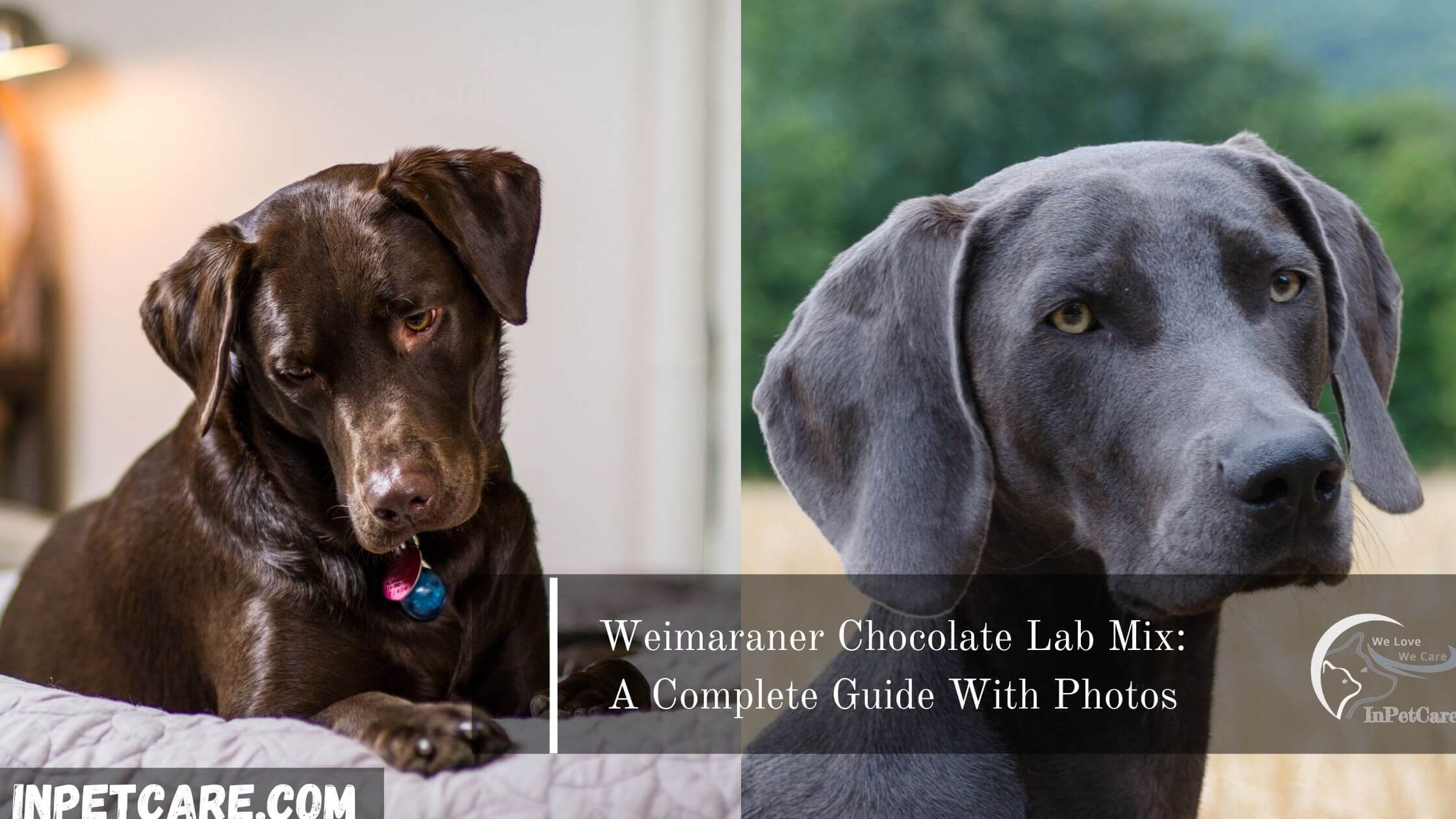 Weimaraner Chocolate Lab Mix: 2023 Guide With Photos