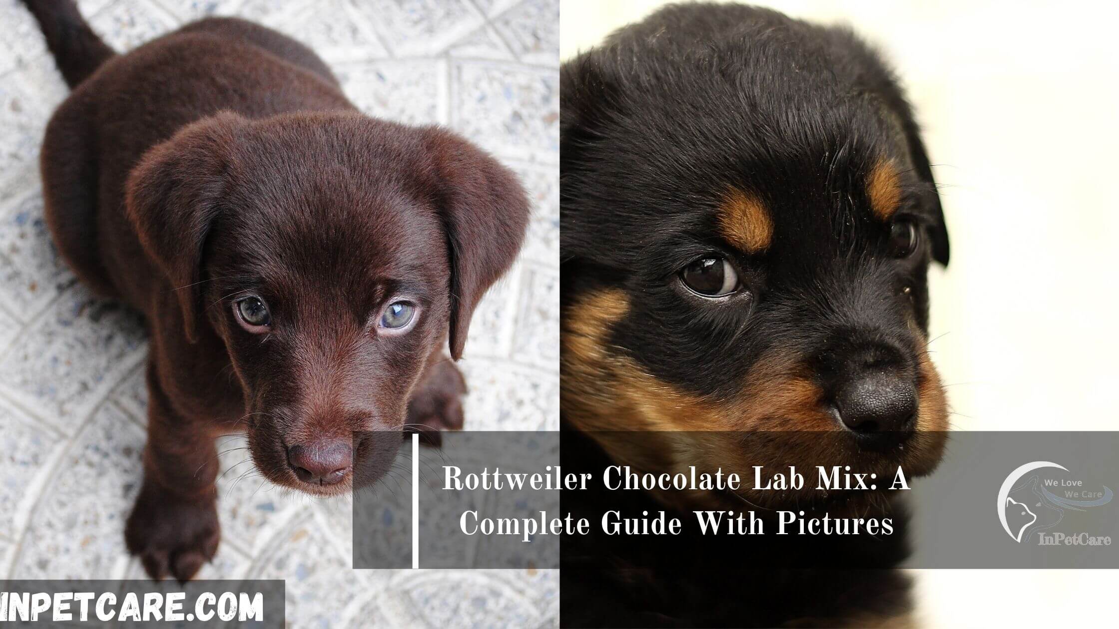 Rottweiler Chocolate Lab Mix: A Complete Guide With Pictures