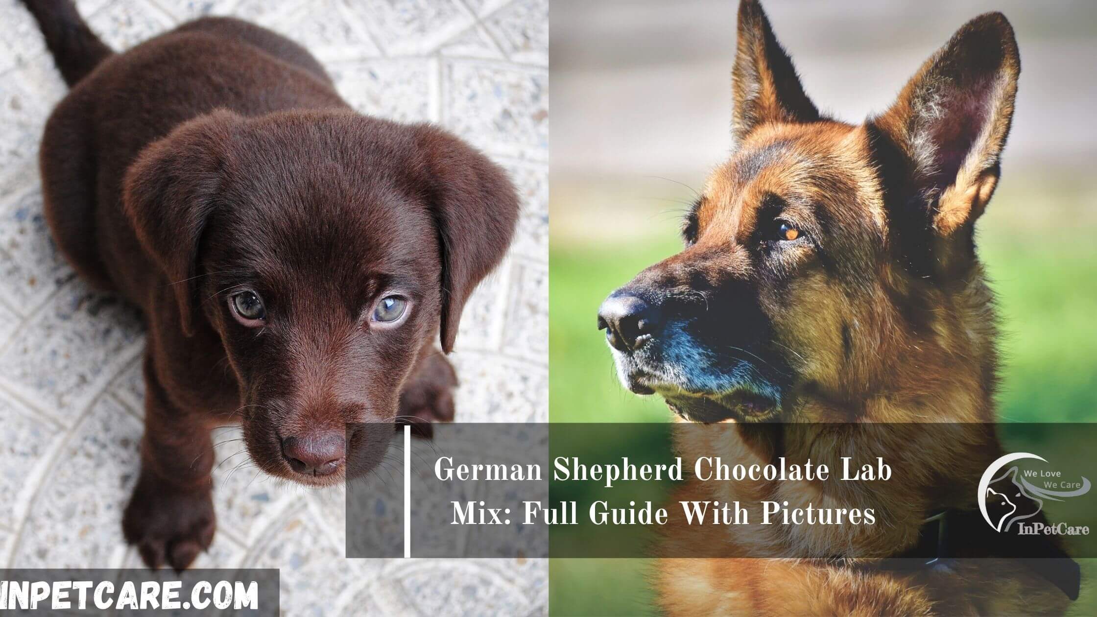 German Shepherd Chocolate Lab Mix: Full Guide With Pictures