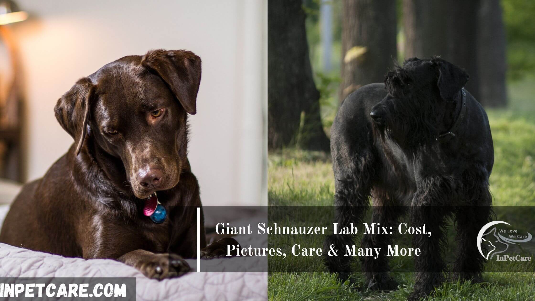 Giant Schnauzer Lab Mix: Cost, pictures, care & many more