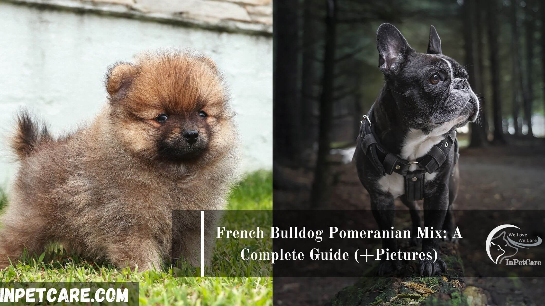 French Bulldog Pomeranian Mix