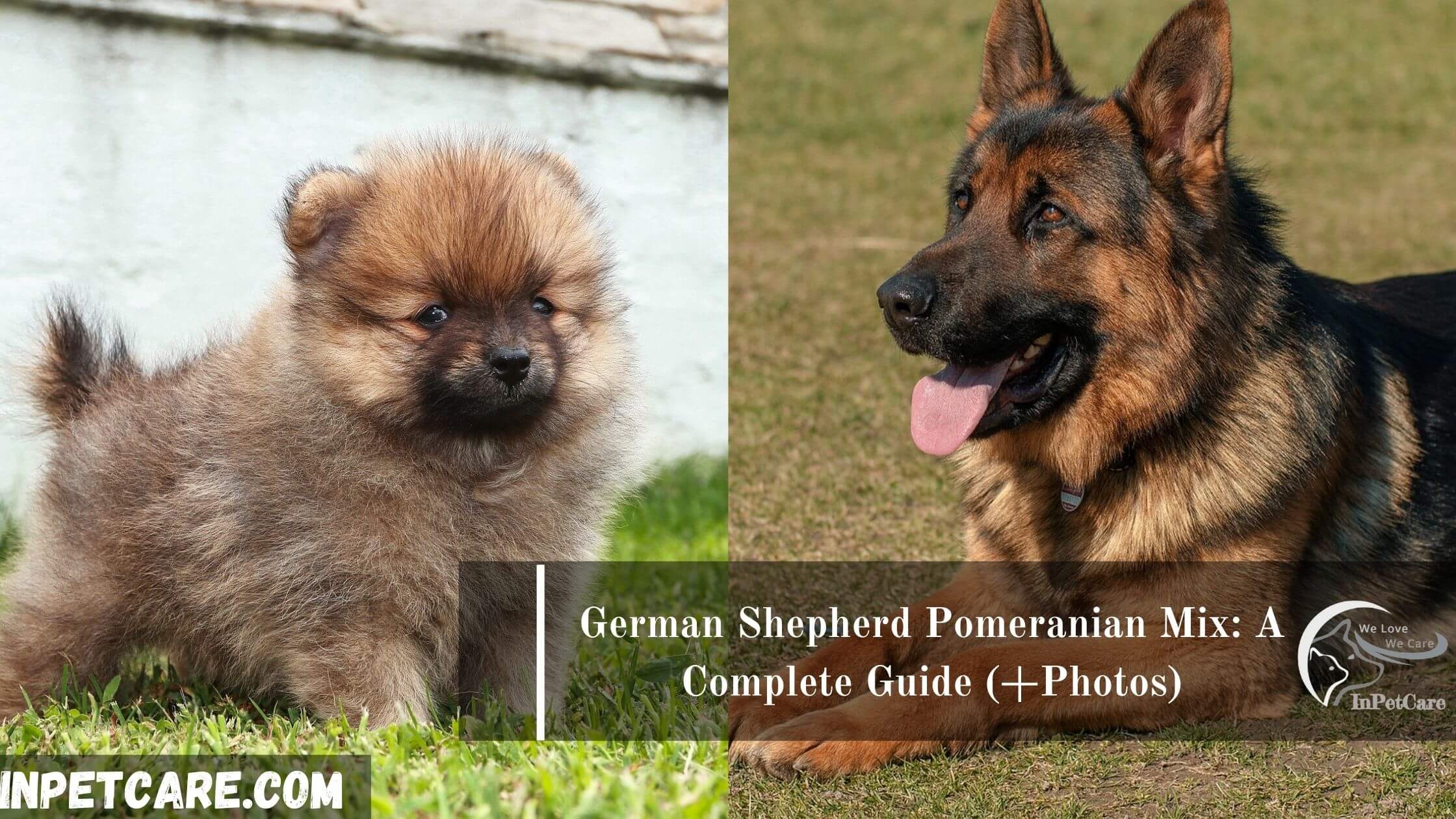 German Shepherd Pomeranian Mix: A Complete Guide (+Photos)