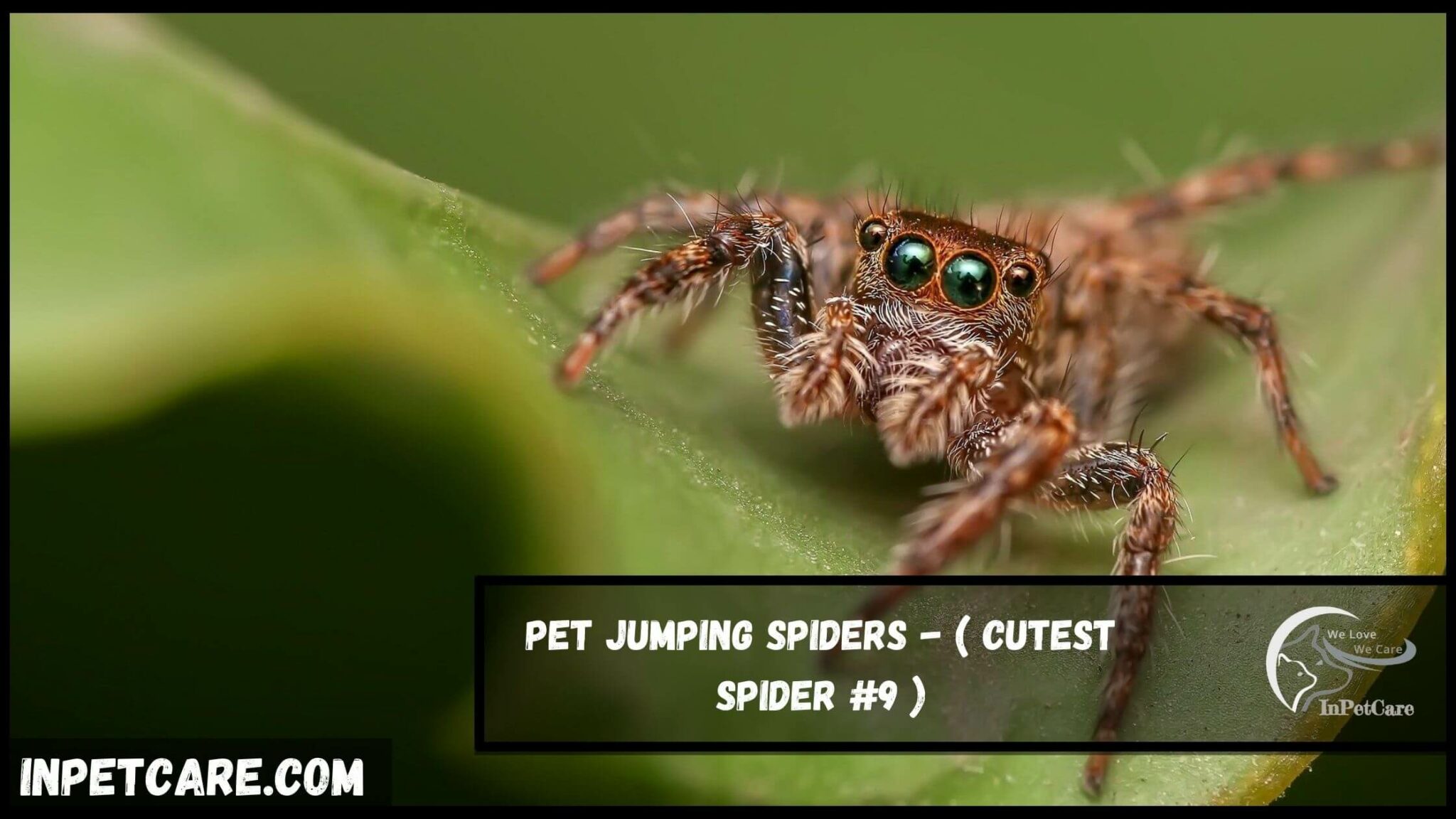 9 Cutest Spider Species (With Pictures)