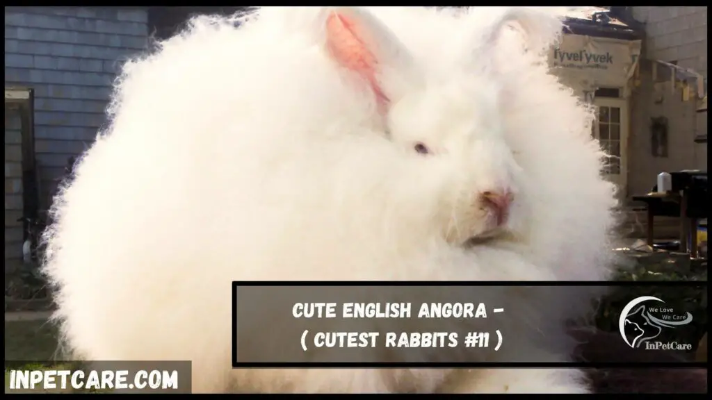 cutest rabbit breeds, cute rabbit breeds