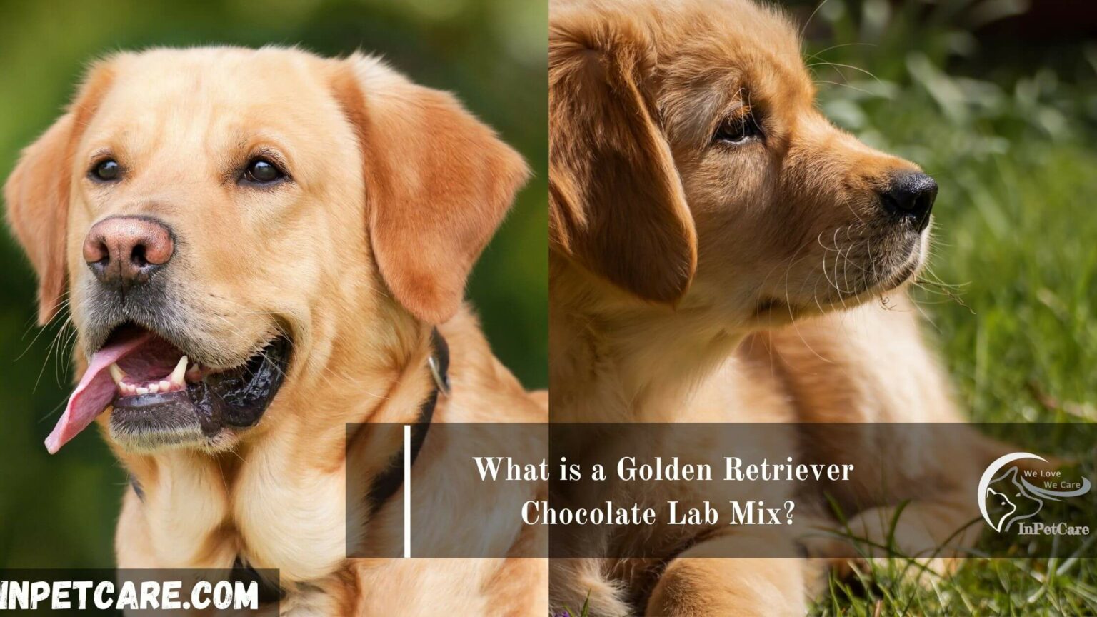 Golden Retriever Chocolate Lab Mix Full Guide With Photos