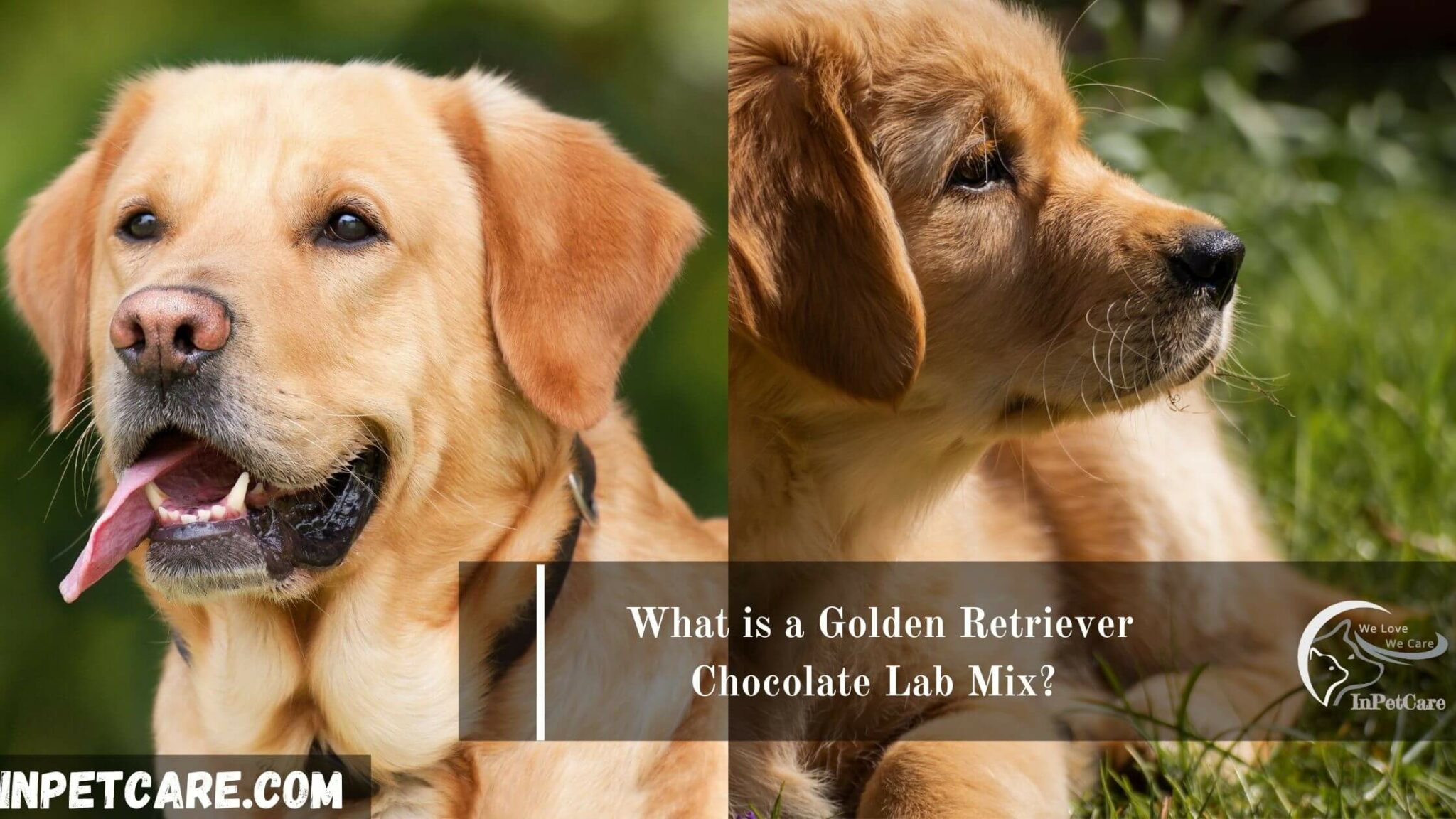 Golden Retriever Chocolate Lab Mix Full Guide With Photos