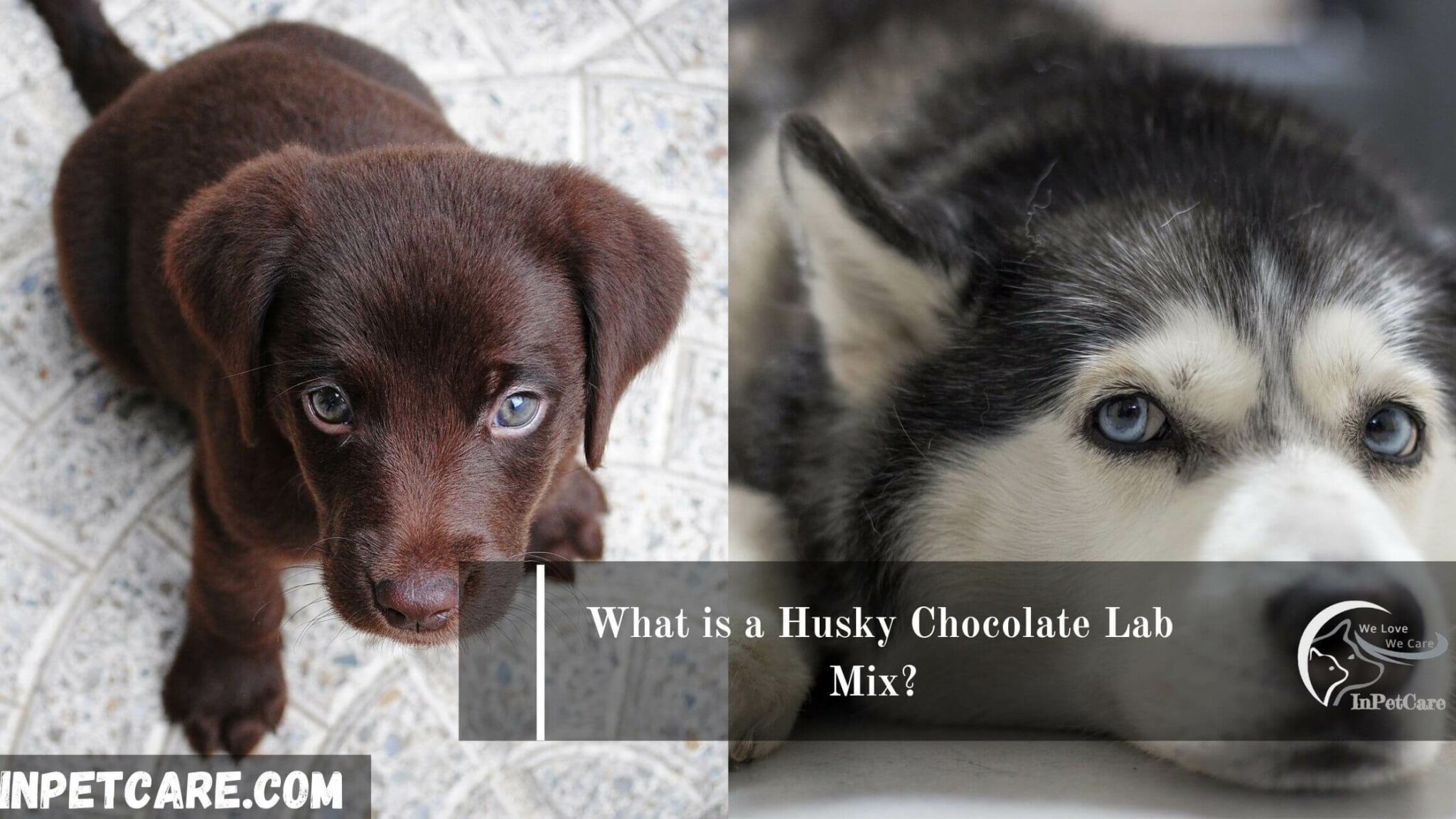 Husky Chocolate Lab Mix 2023 Guide With Photos