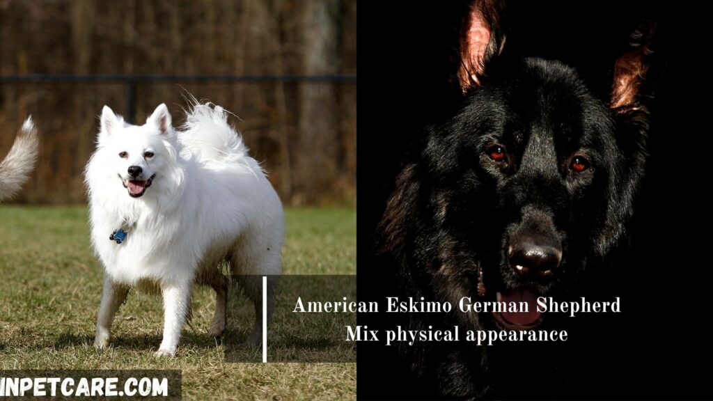 American Eskimo German Shepherd mix
