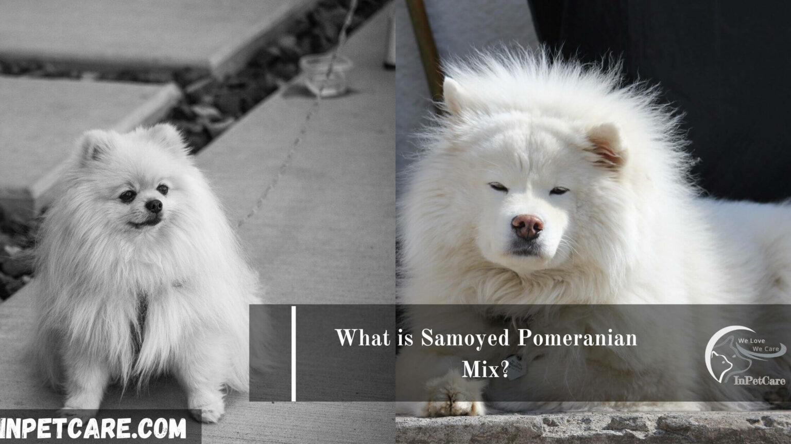 Samoyed Pomeranian Mix A Complete Guide (With Pictures)