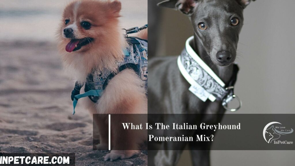 Italian Greyhound Pomeranian Mix