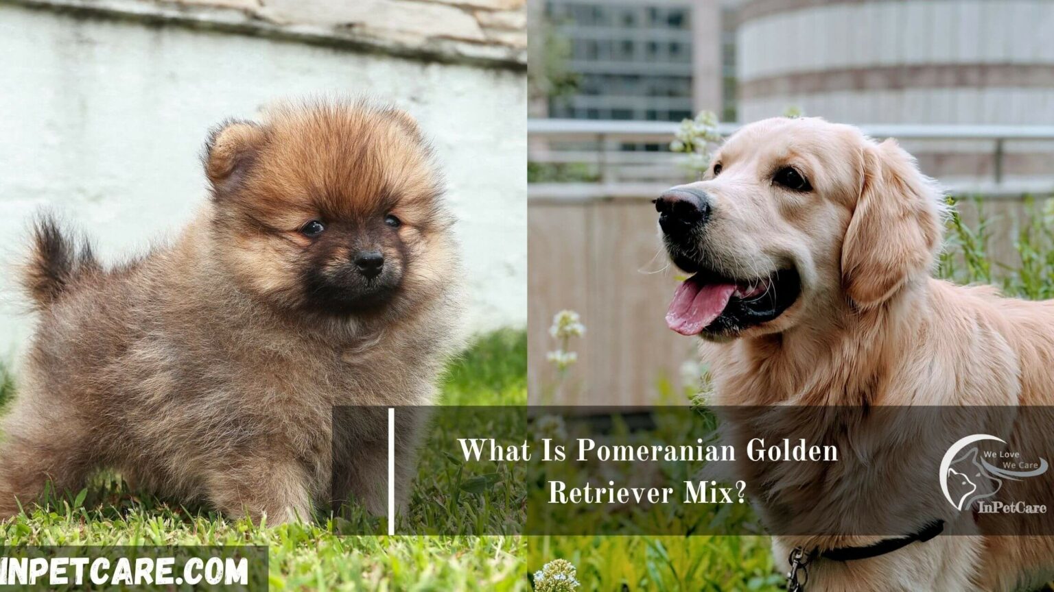 Pomeranian Golden Retriever Mix A Complete Guide (+Photos)