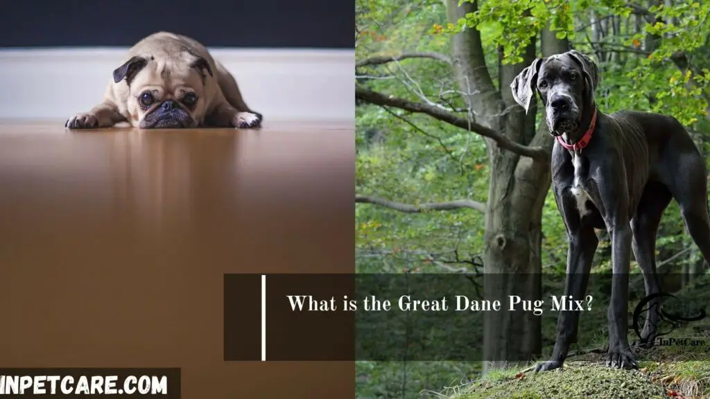 Pug Great Dane Mix
