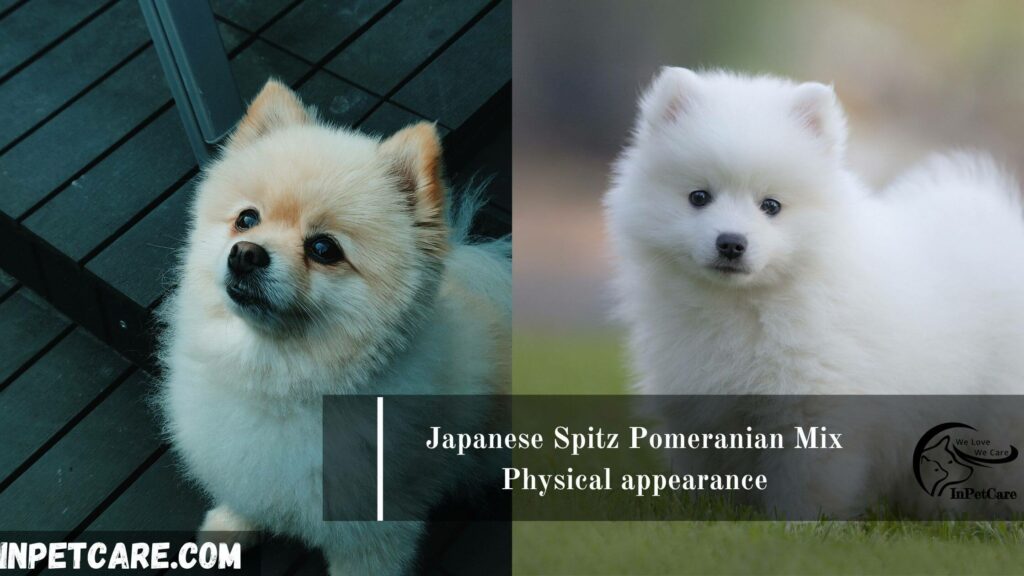 Japanese spitz Pomeranian mix (pomspitz)