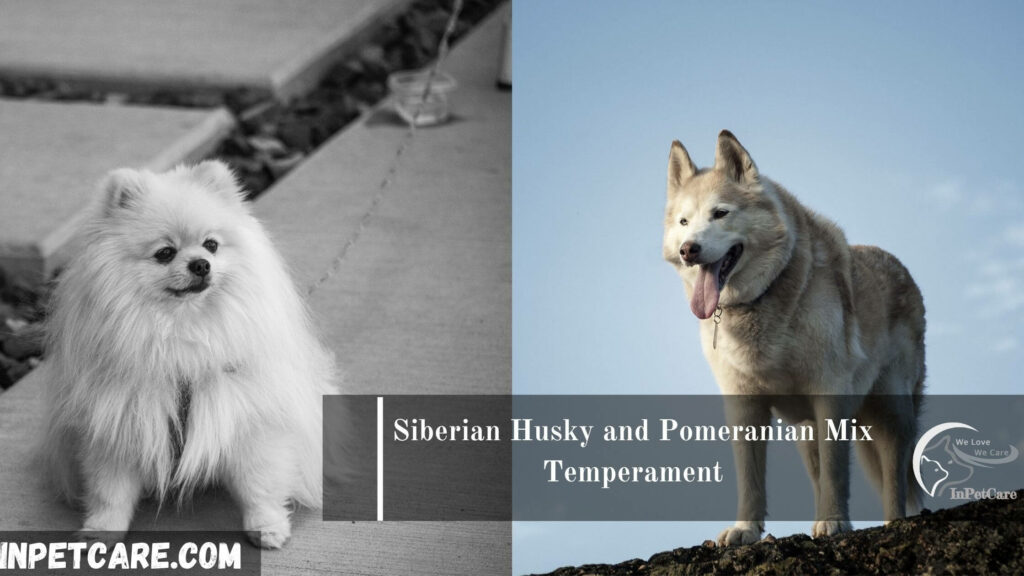 Siberian Husky Pomeranian Mix Pomsky Full Guide Photos
