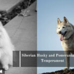 Japanese Spitz Pomeranian Mix Pictures Cost Care Japanese Spitz Pomeranian Mix Pictures Cost Care