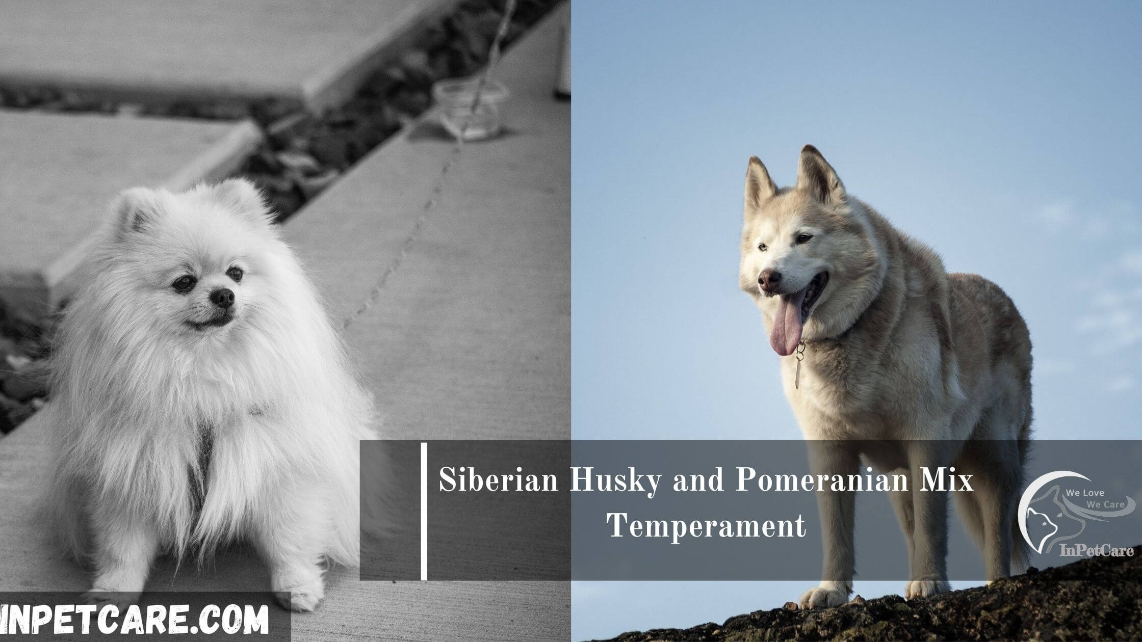 are pomeranian huskies good with cats