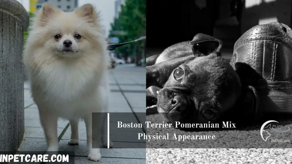Boston Terrier Pomeranian Mix (Pomston)