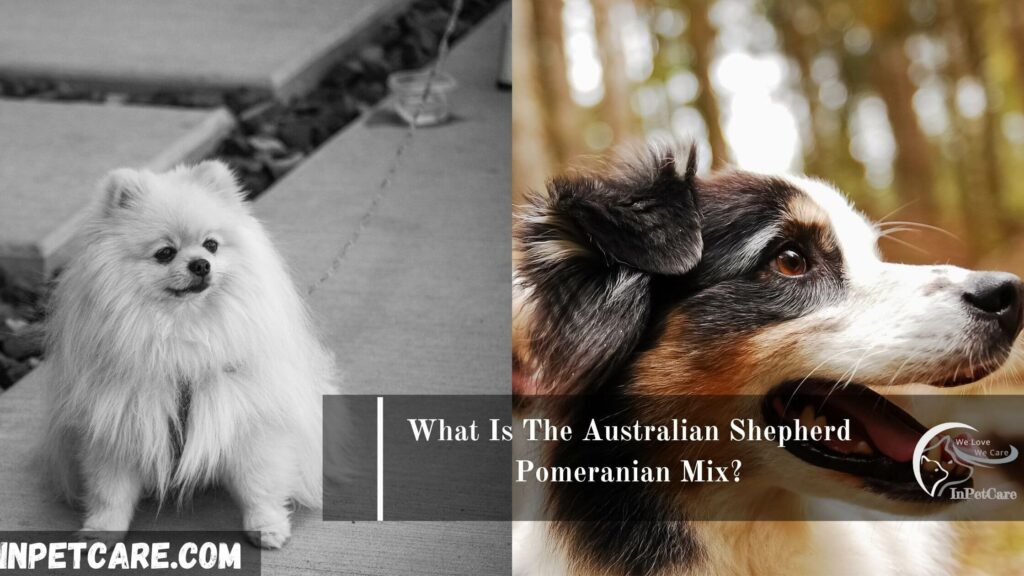 Australian Shepherd Pomeranian Mix, Pomeranian Australian Shepherd Mix, Australian Shepherd mixed with Pomeranian, Pomeranian Mixed with Australian Shepherd, Aussiepom