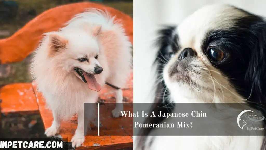 Japanese Chin Pomeranian Mix (Chineranian)