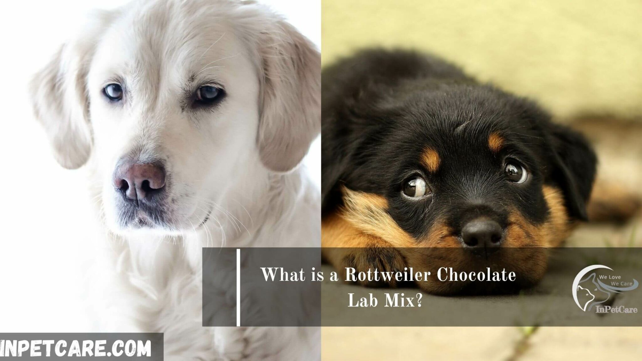 Rottweiler Chocolate Lab Mix: A Complete Guide With Pictures